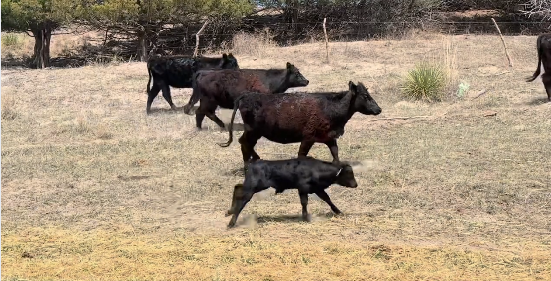 54 heifer pairs - 1 iron – JET BLACK – AI Bred – (1200 # pairs) HP513C5